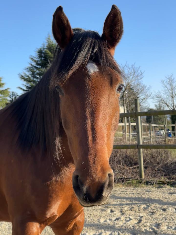 Jument pp 2019 pour sport ou reproduction 