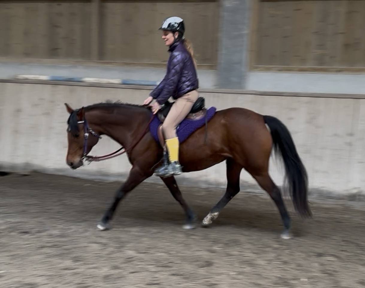 Belle jument pp 2019 adorable et volontaire 