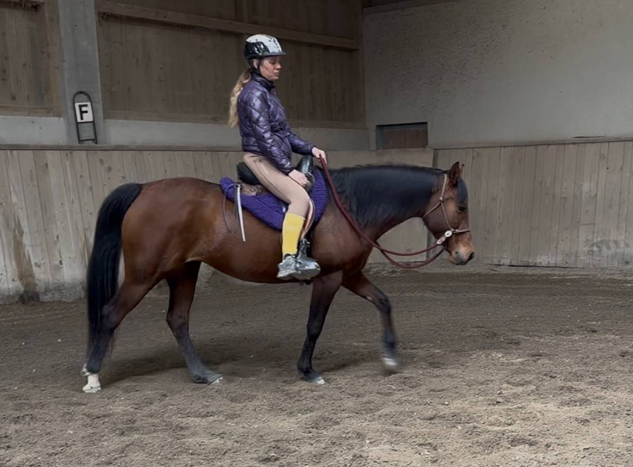 Belle jument pp 2019 adorable et volontaire 