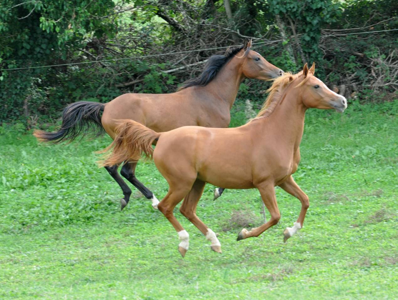 chevaux pur sang arabe et demi sang arabe