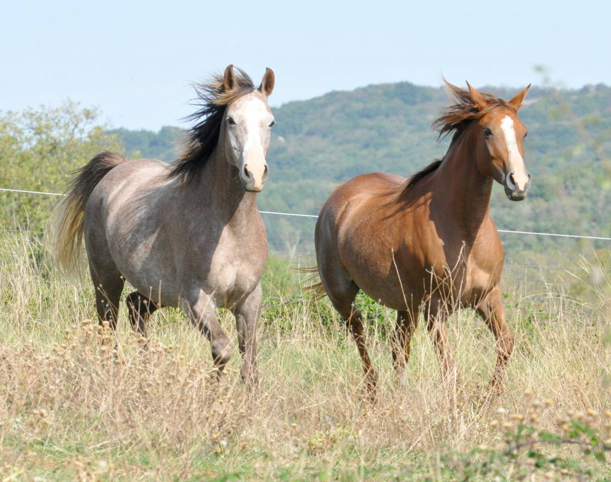 chevaux pur sang arabe et demi sang arabe