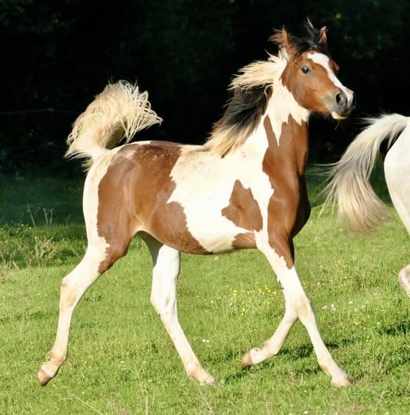 chevaux pur sang arabe et demi sang arabe