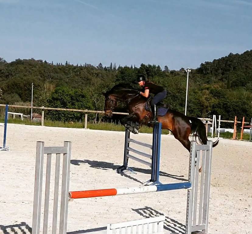 Hongre -  Oldenbourg - 13 ans - Dressage - France
