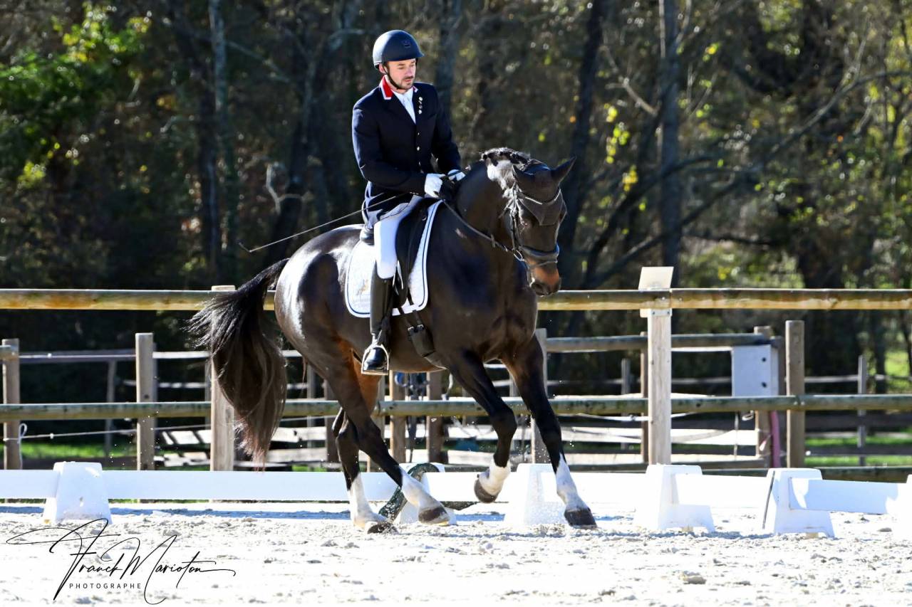 Hongre -  Oldenbourg - 13 ans - Dressage - France