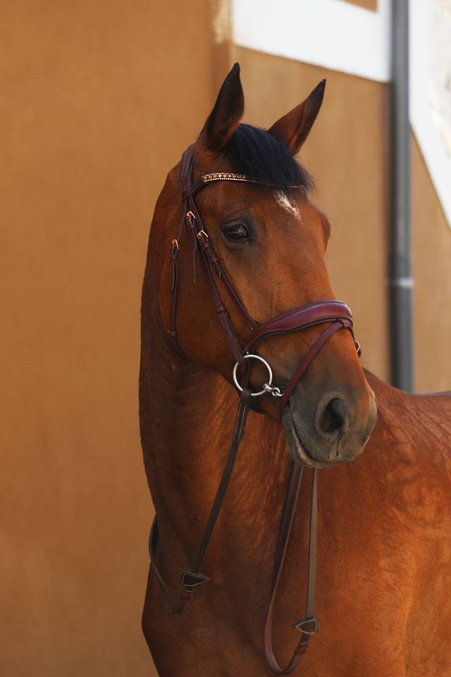 Jument de sport &agrave; vendre 