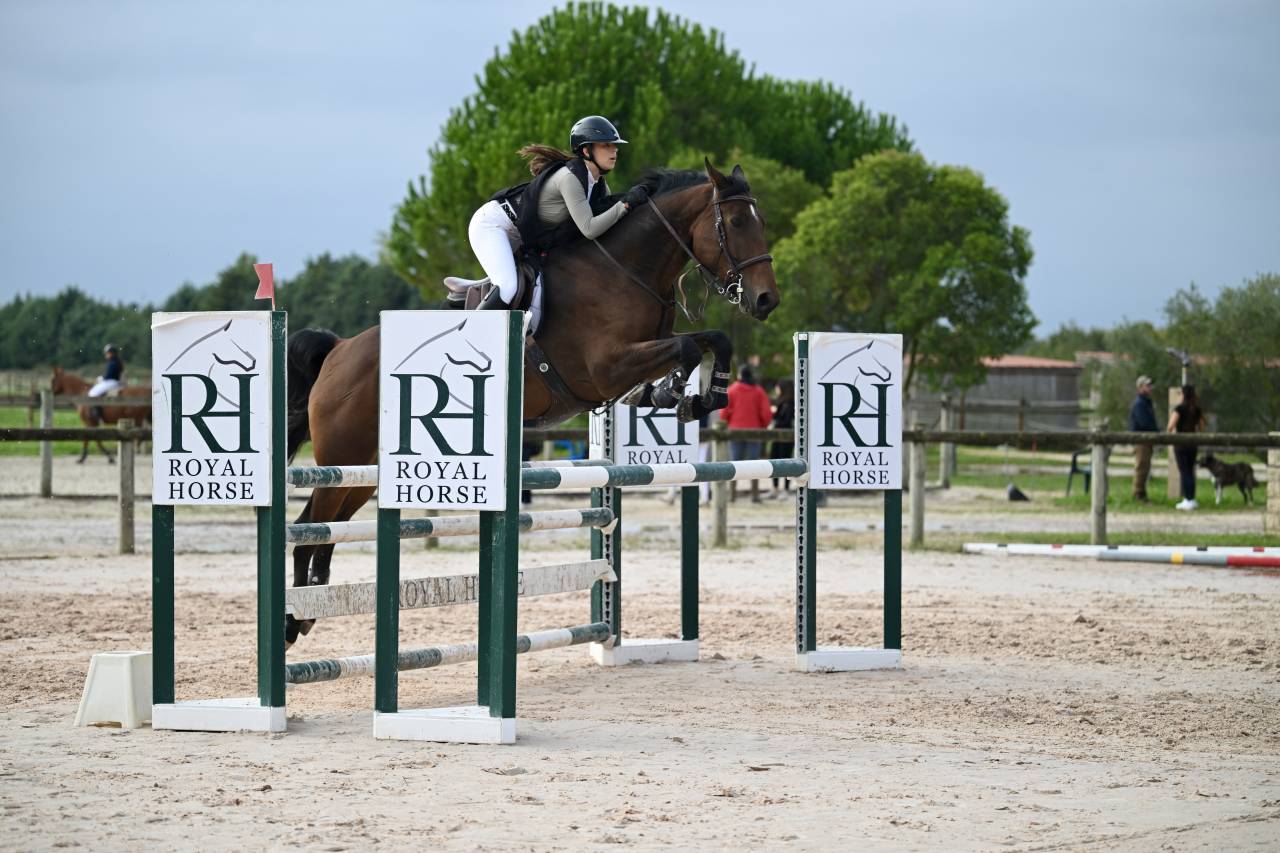 Jument de sport &agrave; vendre 