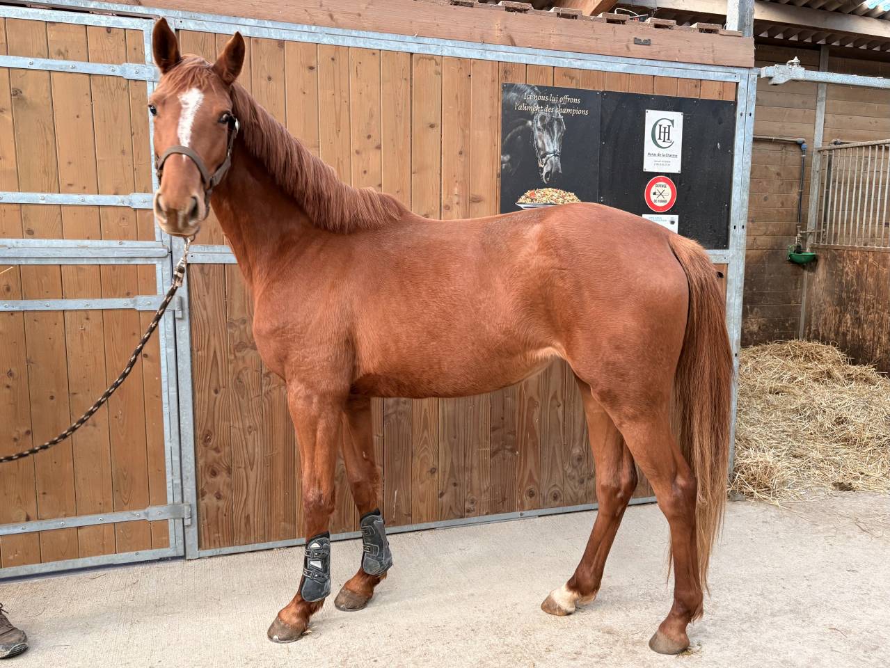 Jument SF de 3 ans