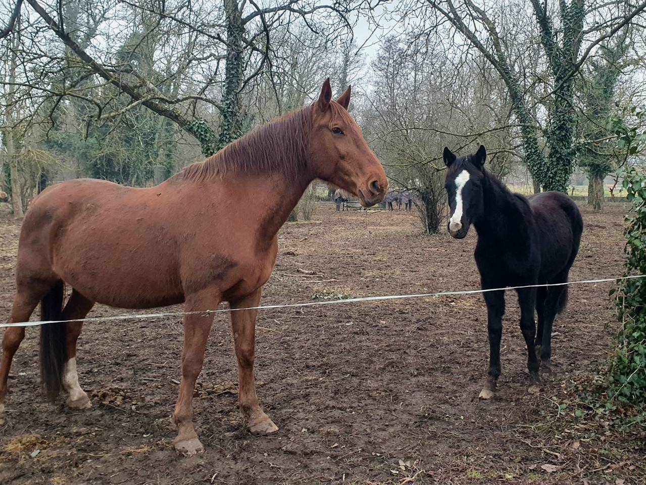 Pouliniere selle fran&ccedil;aise 