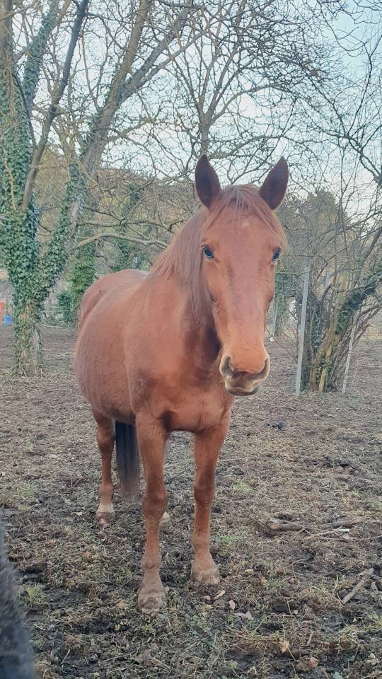 Pouliniere selle fran&ccedil;aise 