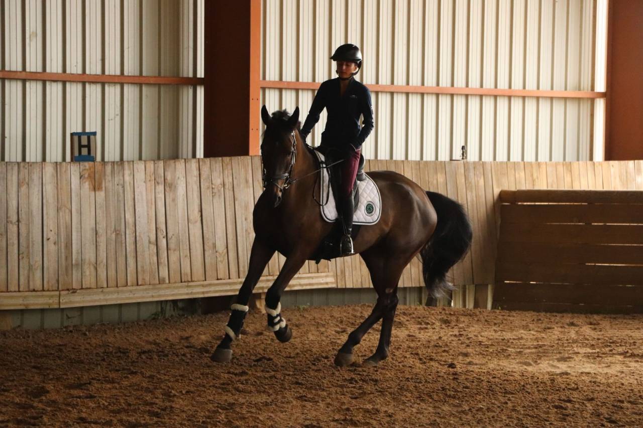 Cheval de cso exp&eacute;riment&eacute; 