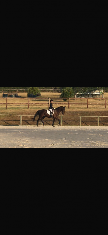 Cheval de cso exp&eacute;riment&eacute; 