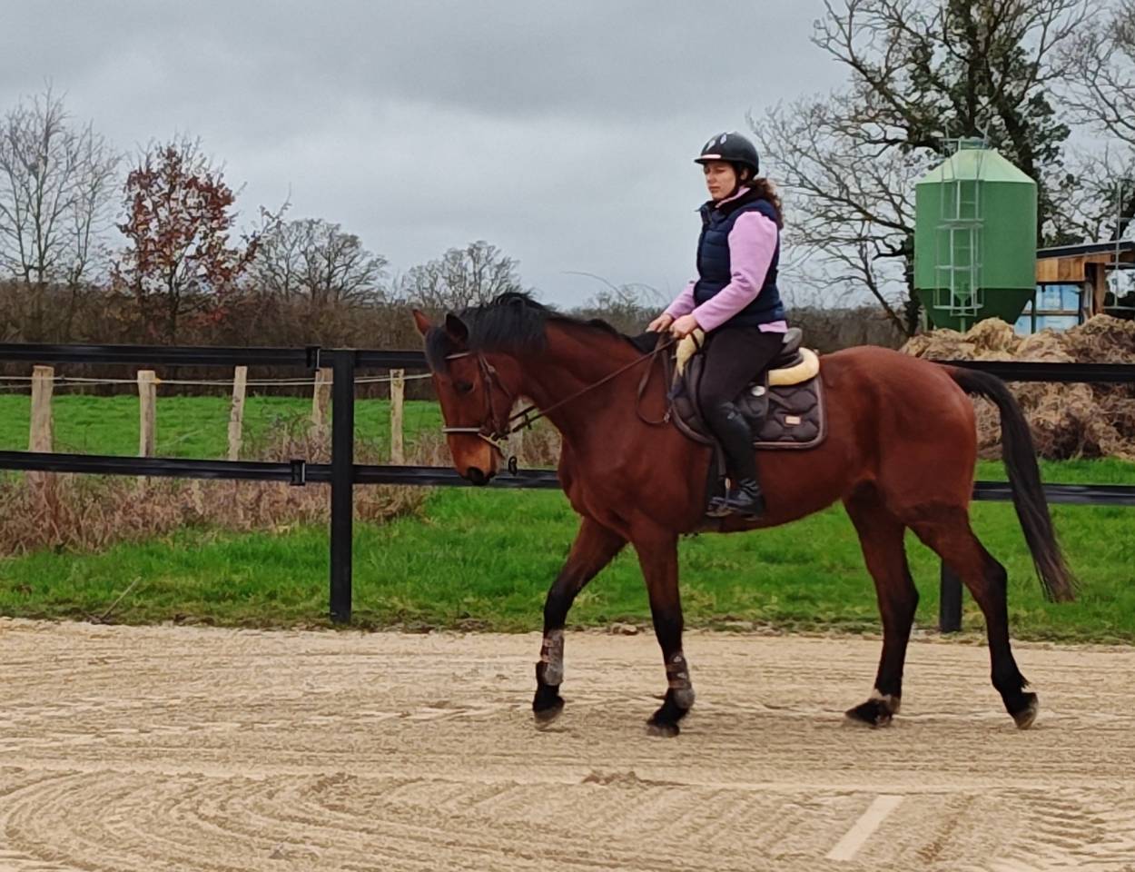 Cheval hongre 6 ans 1m68 pour balade/ loisir 