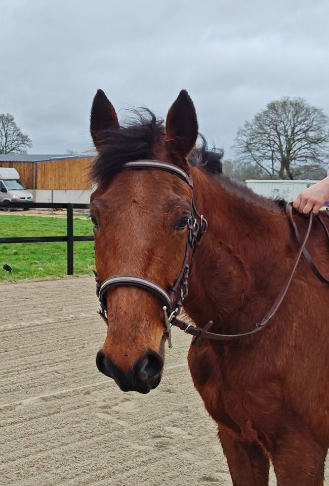 Cheval hongre 6 ans 1m68 pour balade/ loisir 