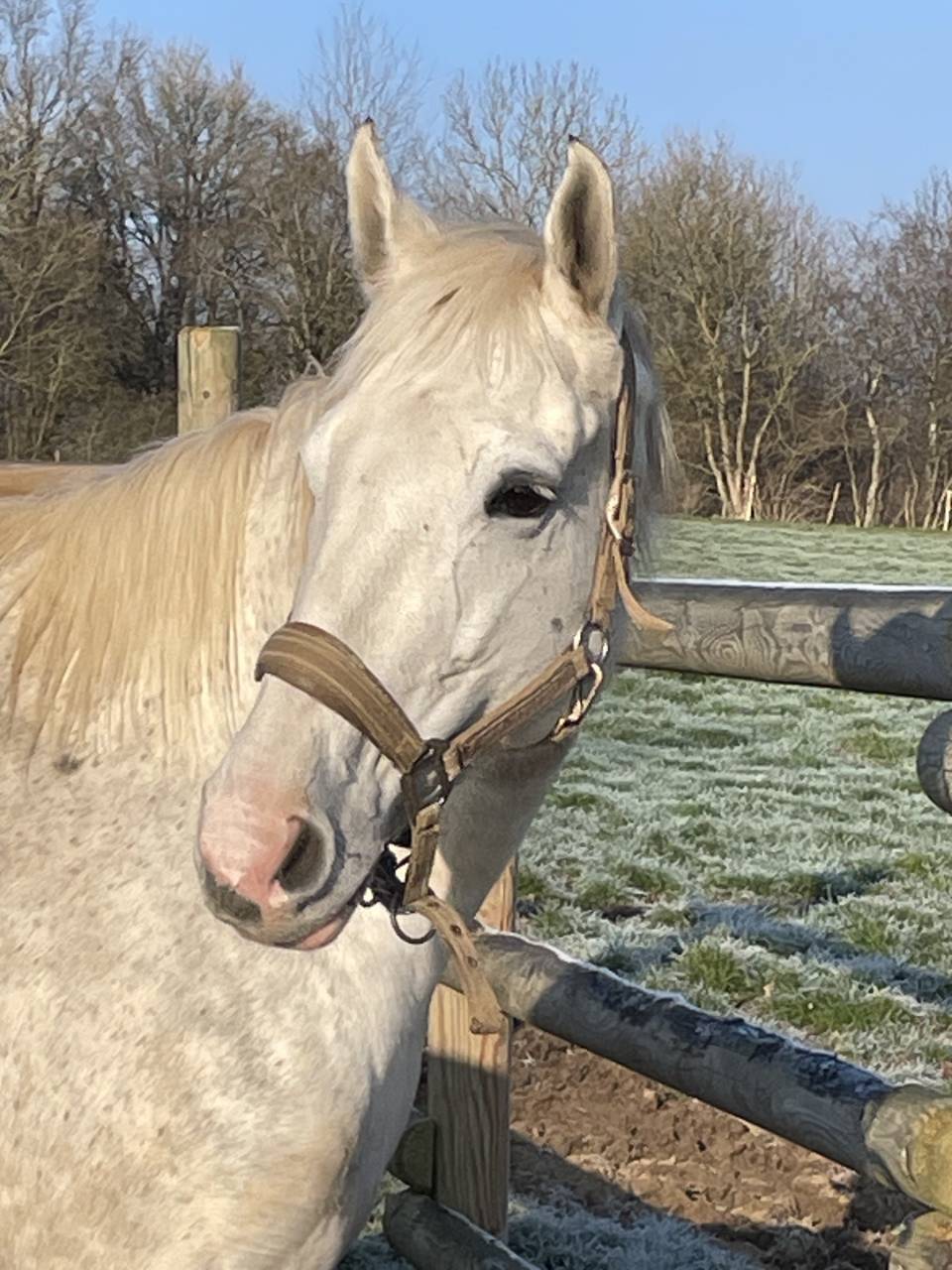 JUMENT AQPS de 10 ans 