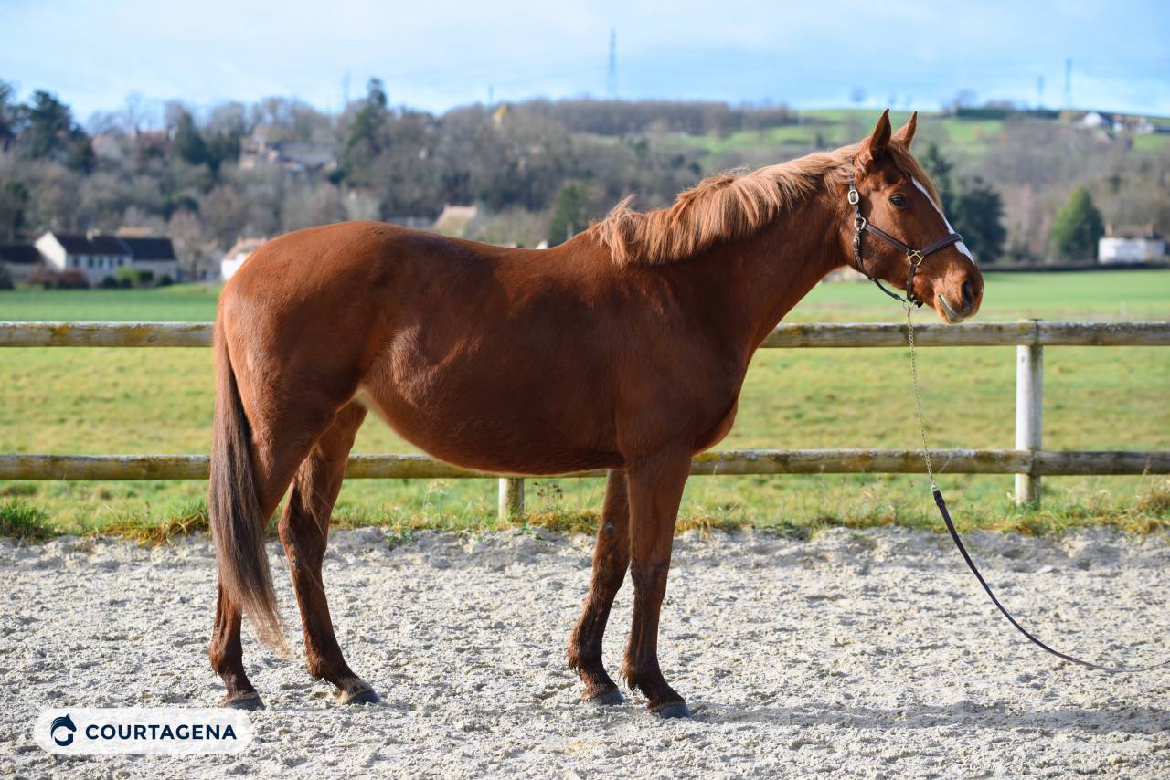 Jument 6 ans pr&ecirc;te sur un tour