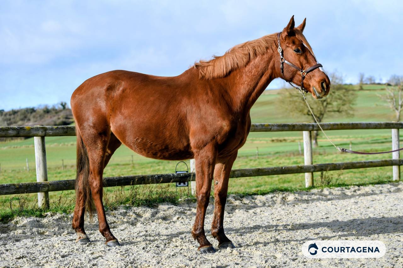 Jument 6 ans pr&ecirc;te sur un tour
