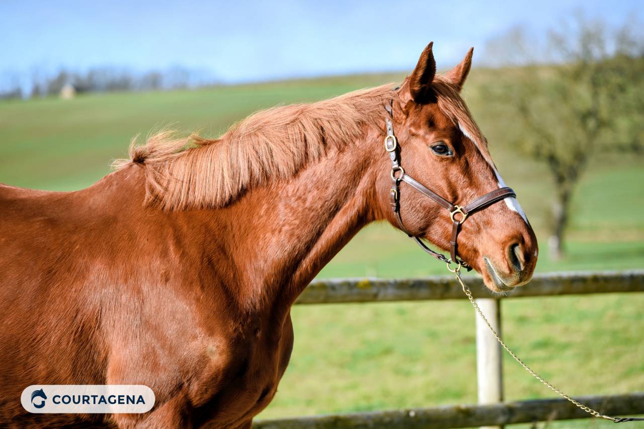 Jument 6 ans pr&ecirc;te sur un tour