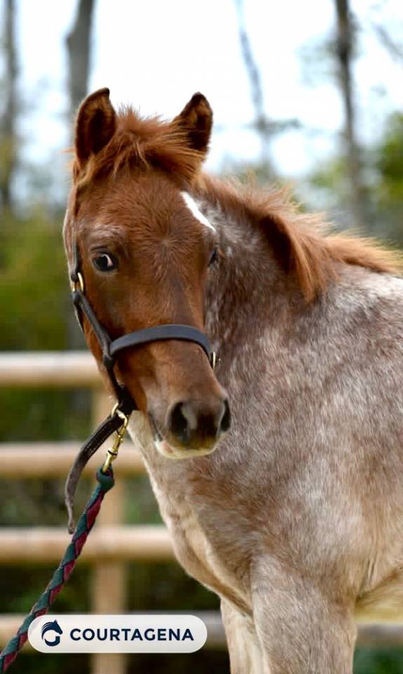 Poulain pfs n&eacute; en 2025 par Goldwyn d'Embets