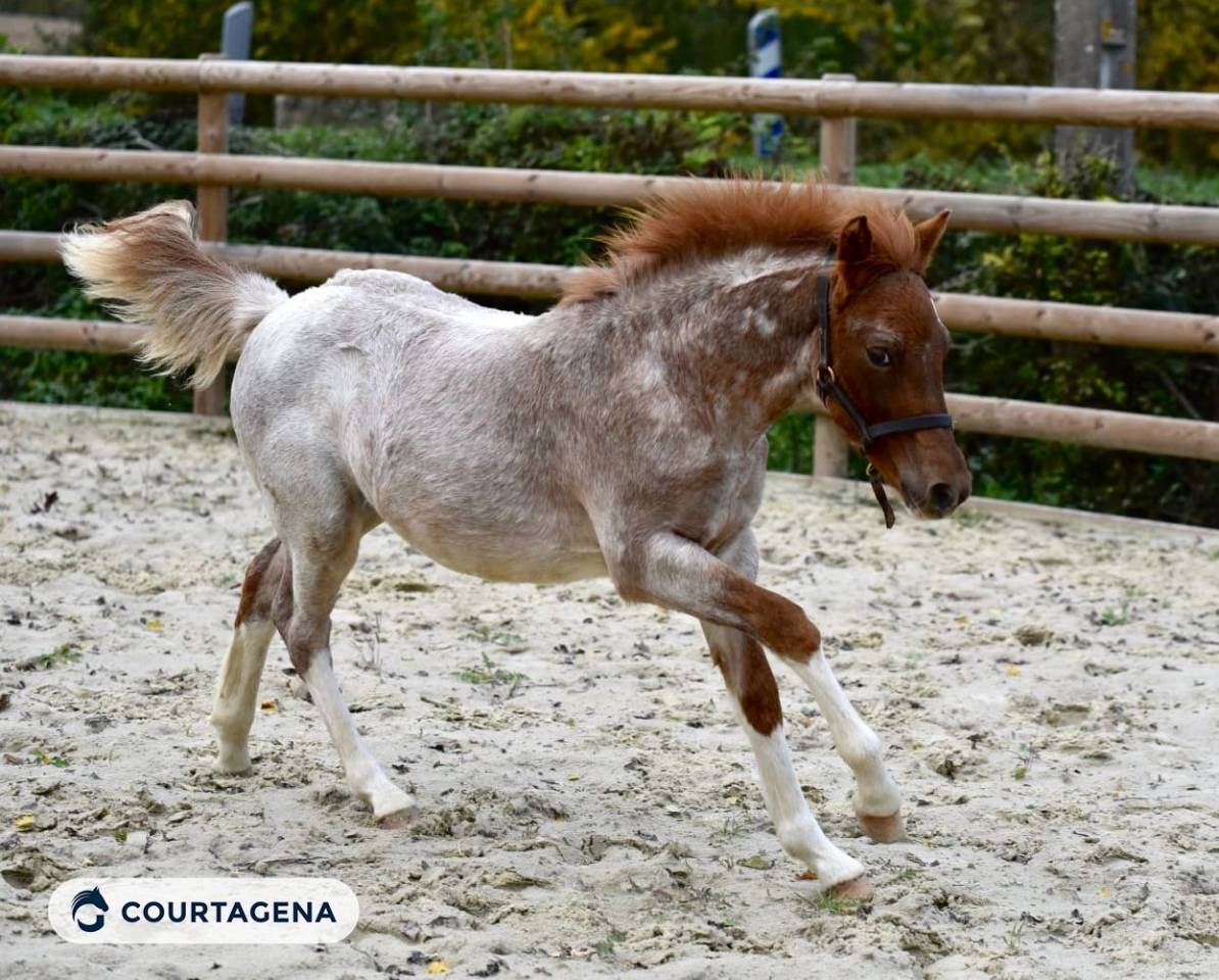 Poulain pfs n&eacute; en 2025 par Goldwyn d'Embets