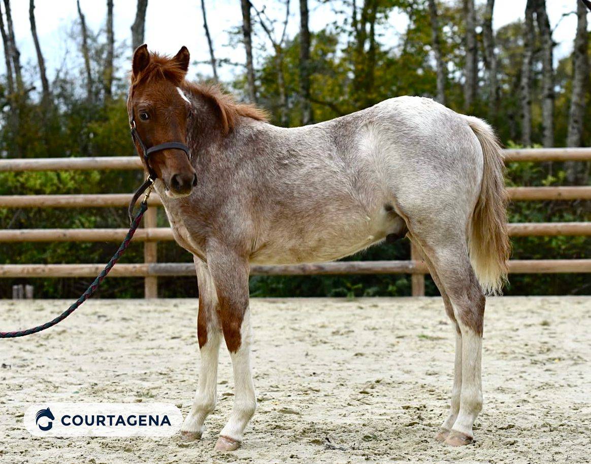 Poulain pfs n&eacute; en 2025 par Goldwyn d'Embets