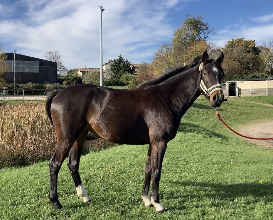 Super jument amateur 