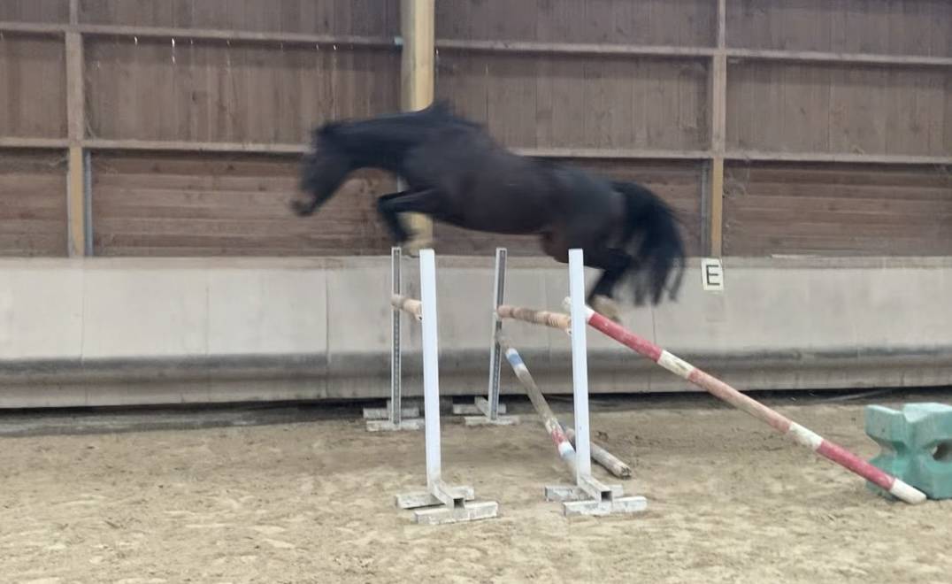 Super jument amateur 