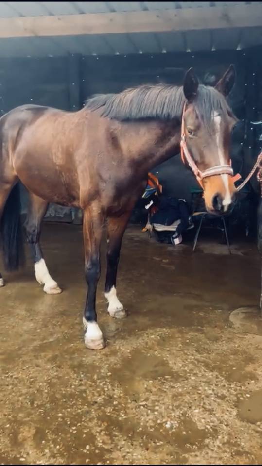 Super jument amateur 