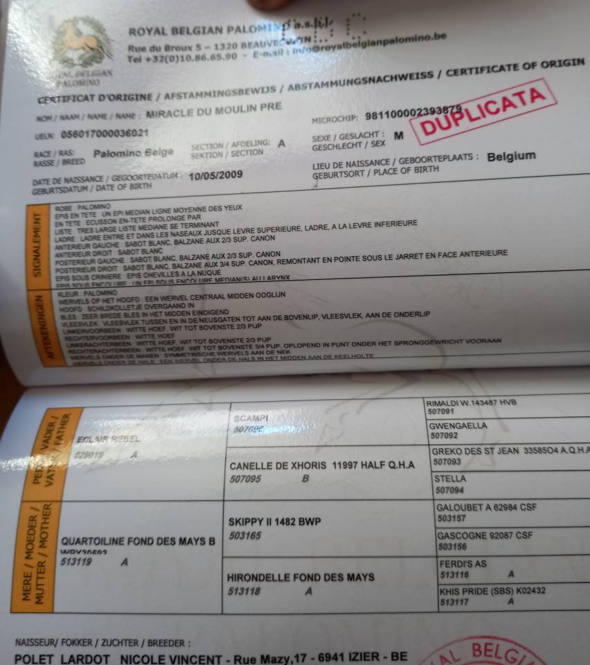 2 &eacute;talons PALOMINO  et ARABE 