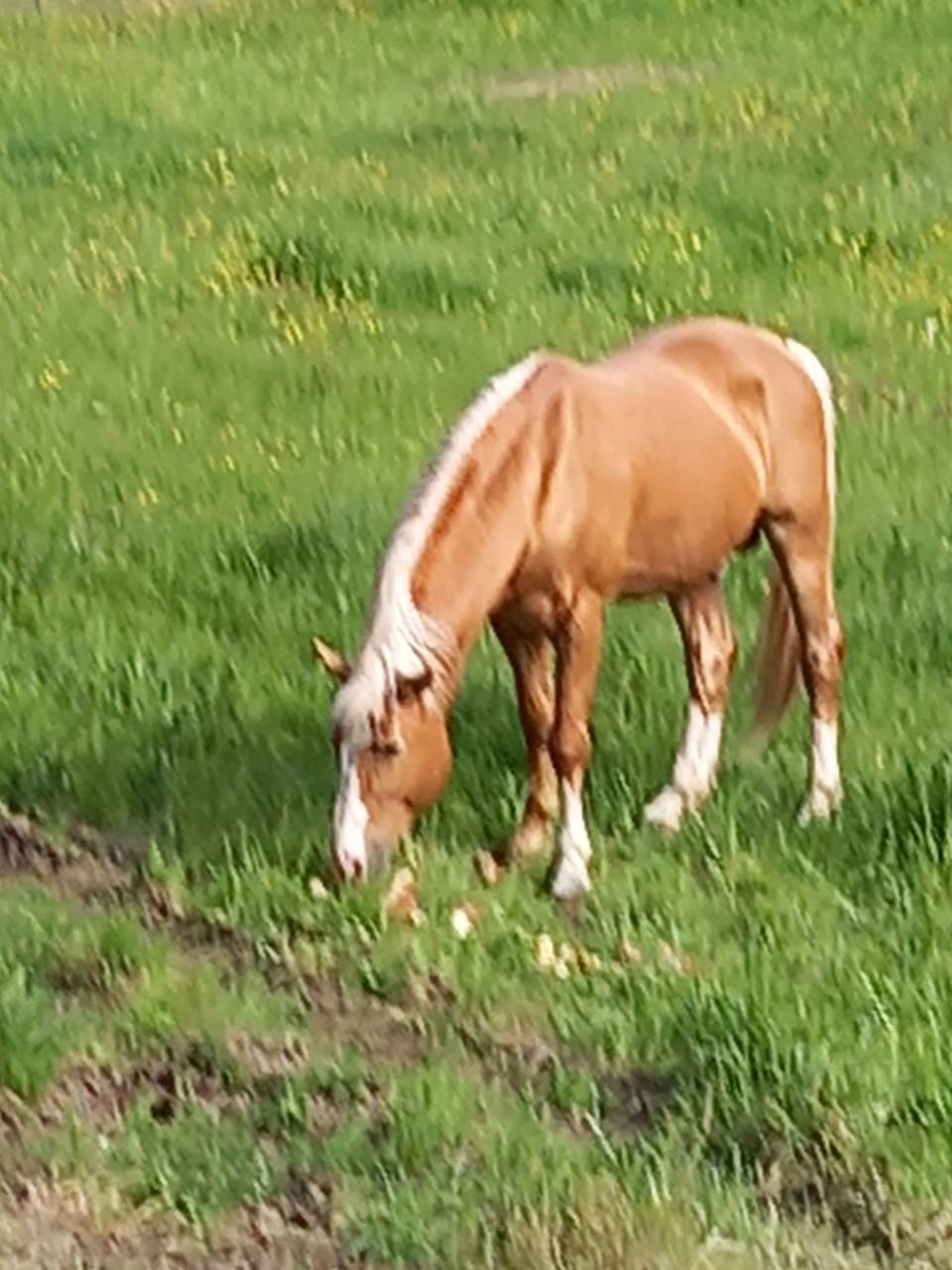 2 &eacute;talons PALOMINO  et ARABE 