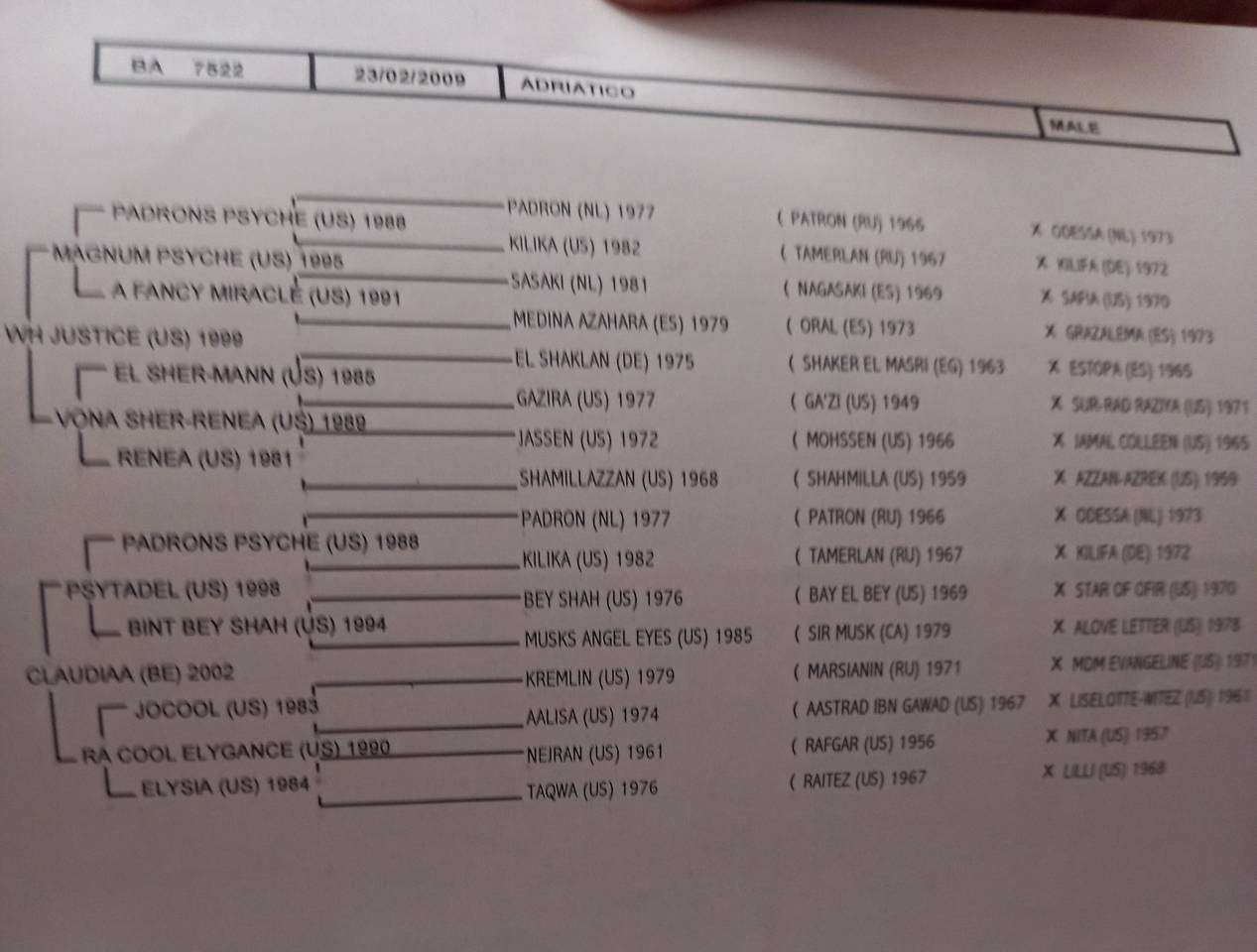 2 &eacute;talons PALOMINO  et ARABE 