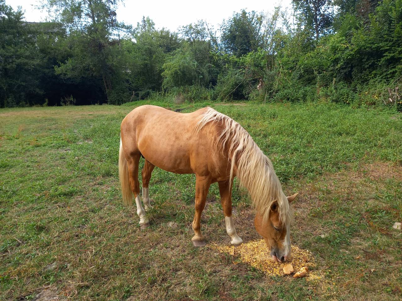 2 &eacute;talons PALOMINO  et ARABE 