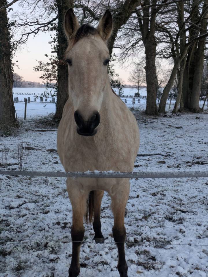 Vends jument isabelle 4,5 ans papier AES