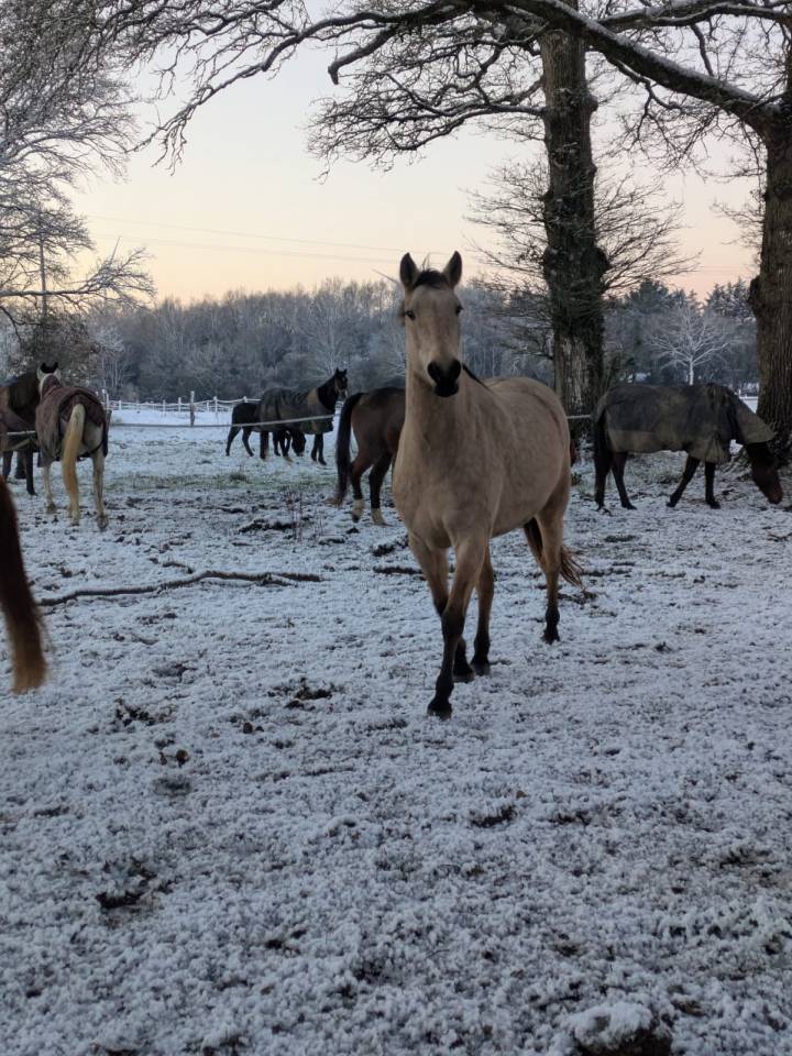 Vends jument isabelle 4,5 ans papier AES