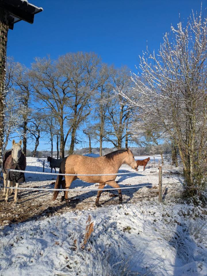 Vends jument isabelle 4,5 ans papier AES