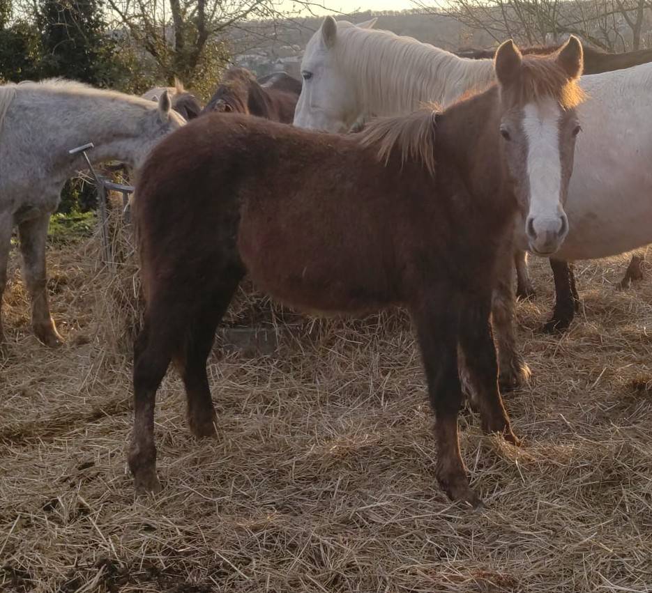 joli mod&egrave;le, &eacute;nergie, potentiel futur repro/sport
