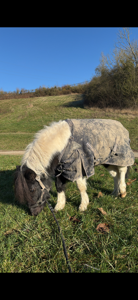 entier shetland 2ans, ONCP 