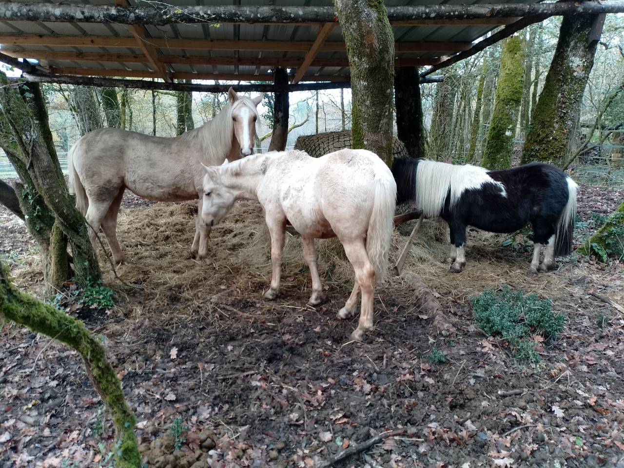 Pouliche OC palomino