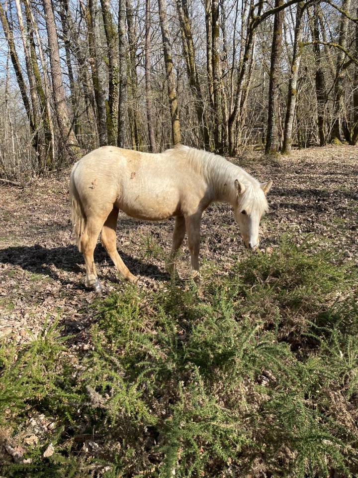 Pouliche OC palomino