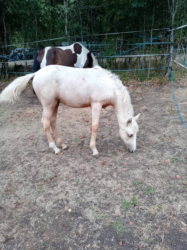 Pouliche OC palomino