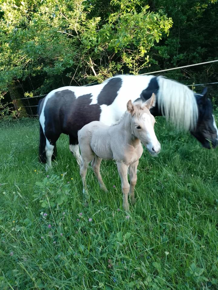 Pouliche OC palomino