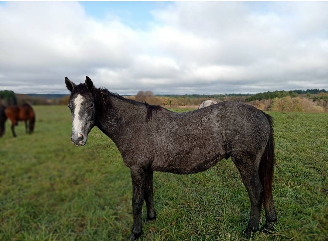 Op&eacute;ra des Escures 