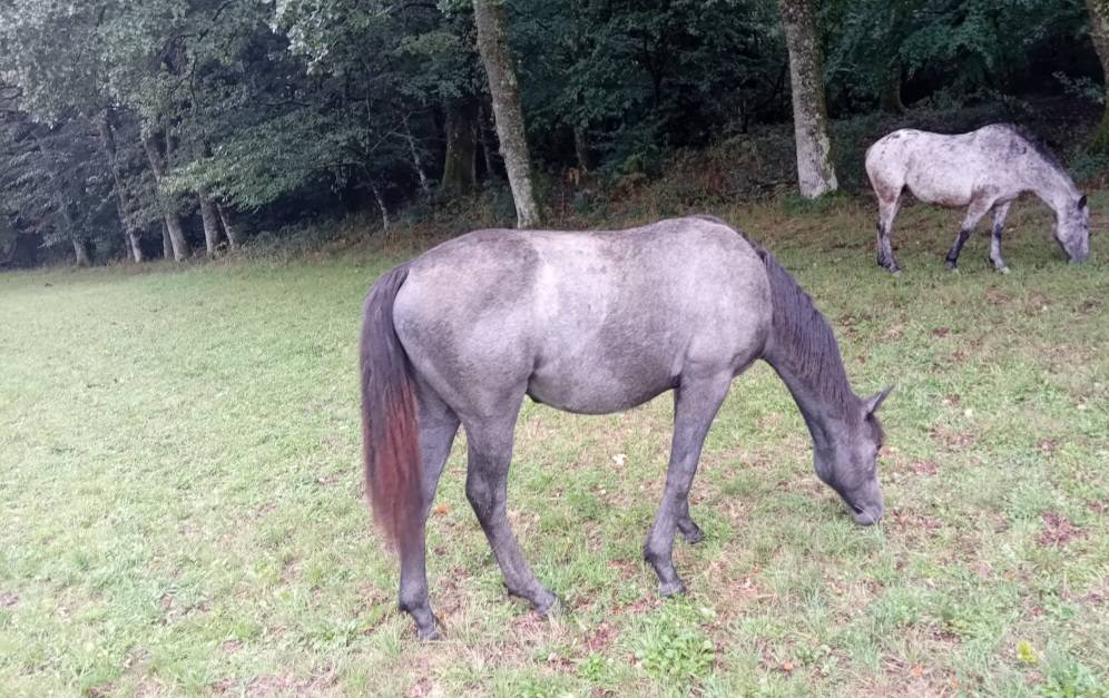 Op&eacute;ra des Escures 