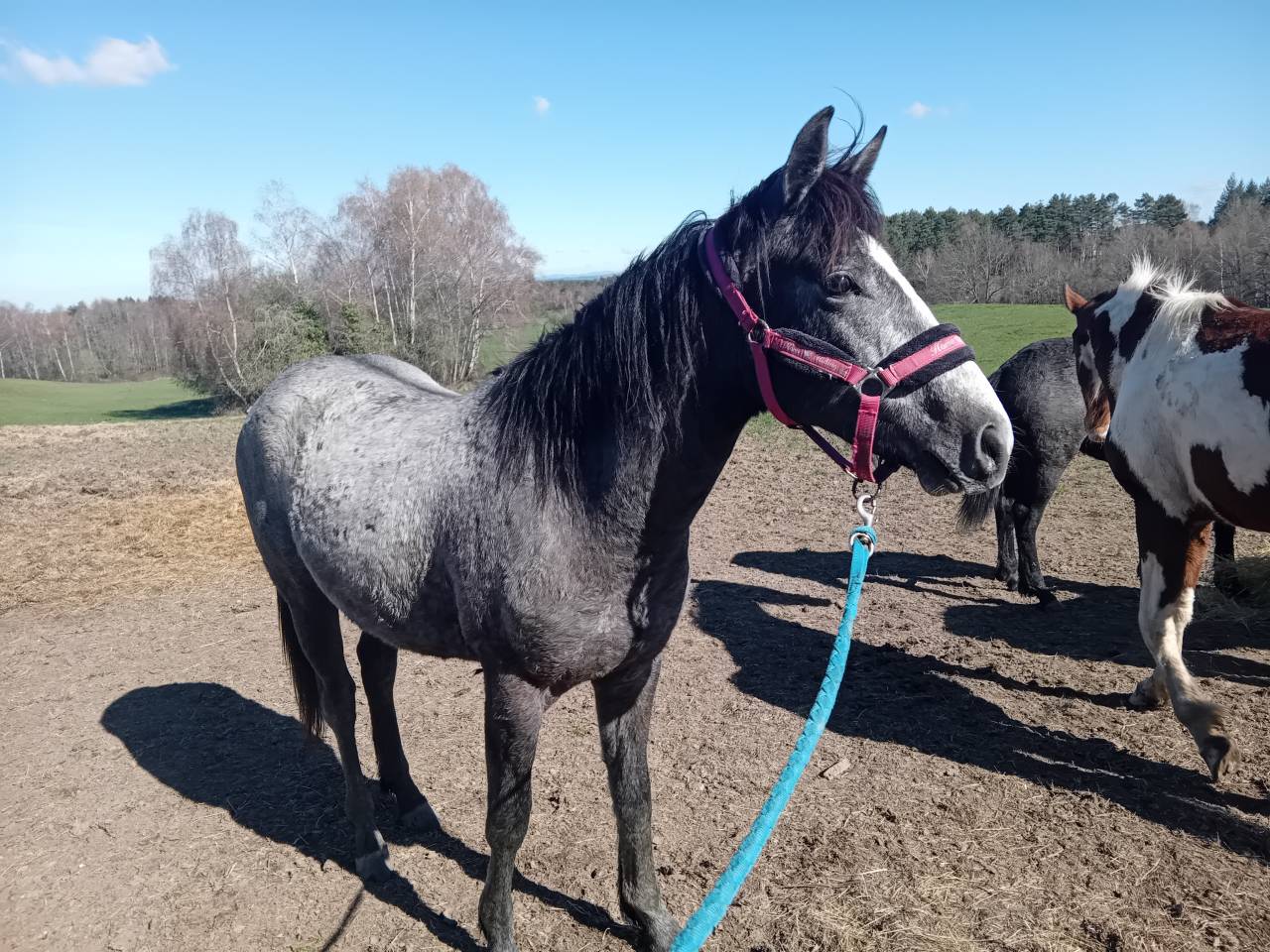 Op&eacute;ra des Escures 