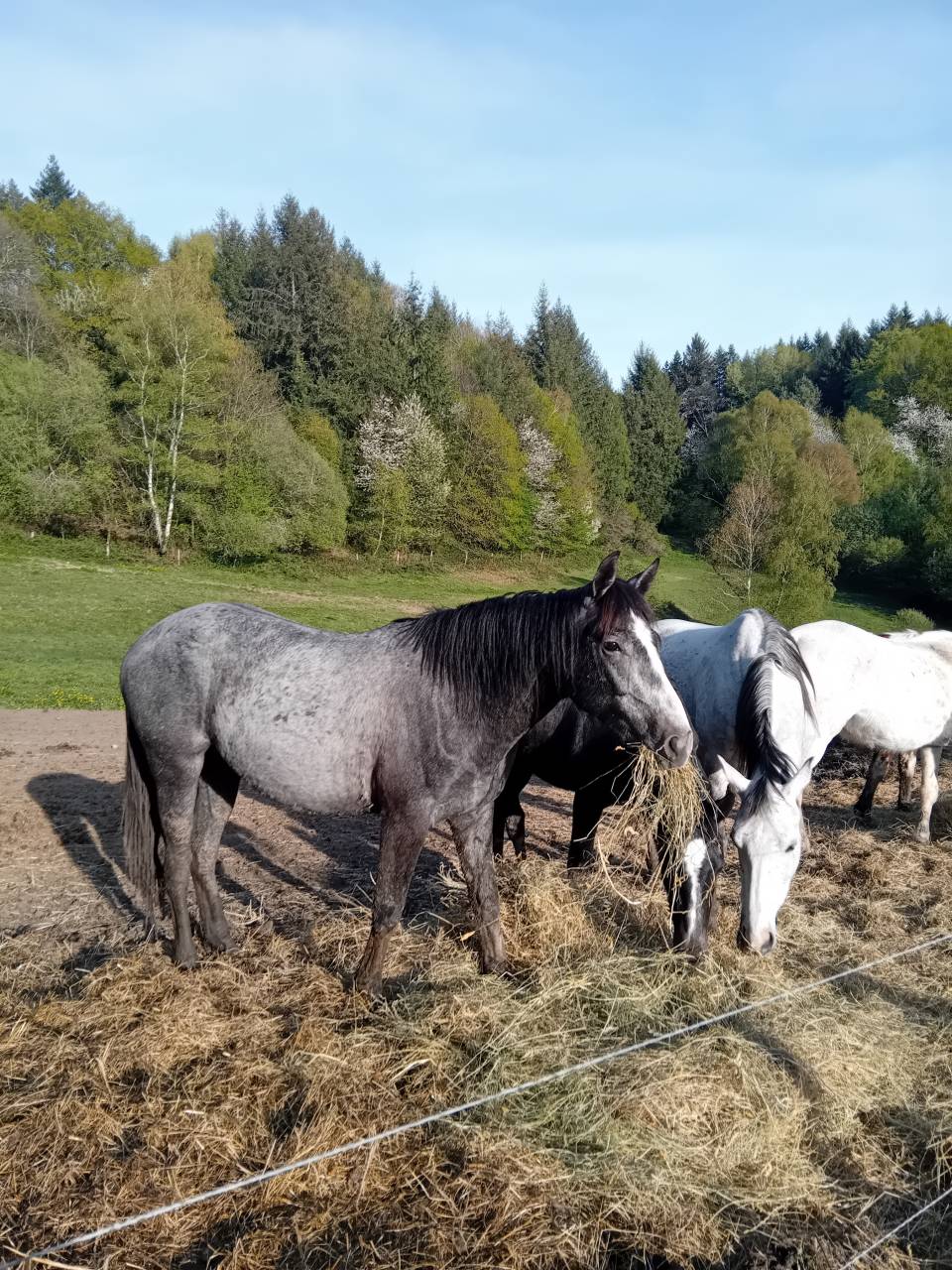 Op&eacute;ra des Escures 