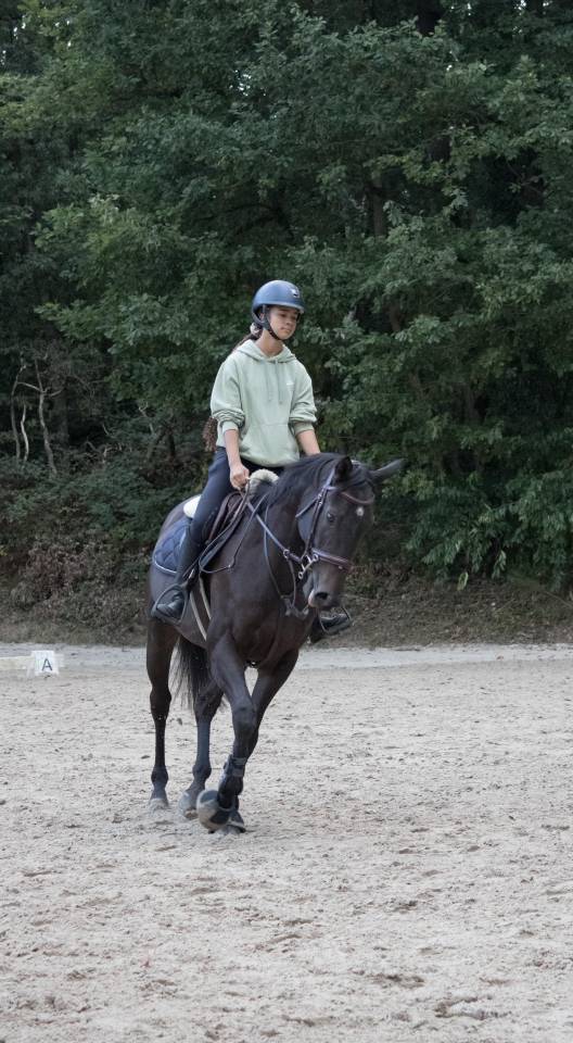 Cheval de 5 ans &agrave; vendre 