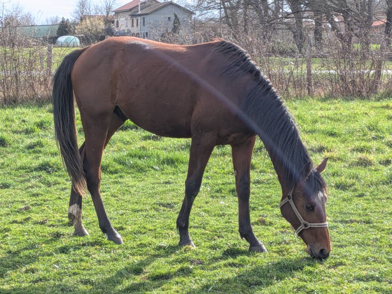 Beau poulain SF de 2 ans
