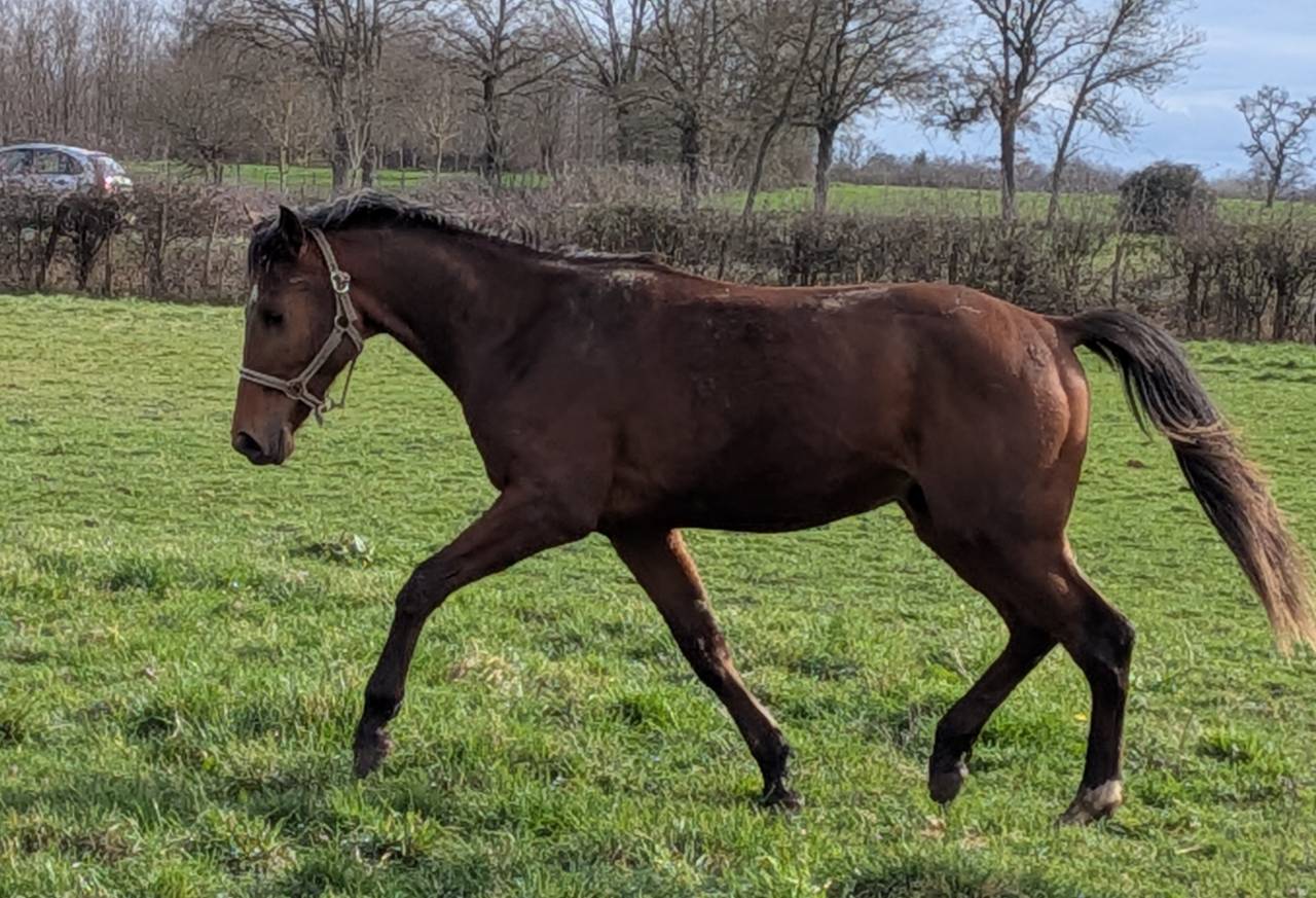 Beau poulain SF de 2 ans
