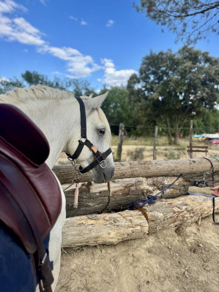 Camargue PP Entier 1m45 