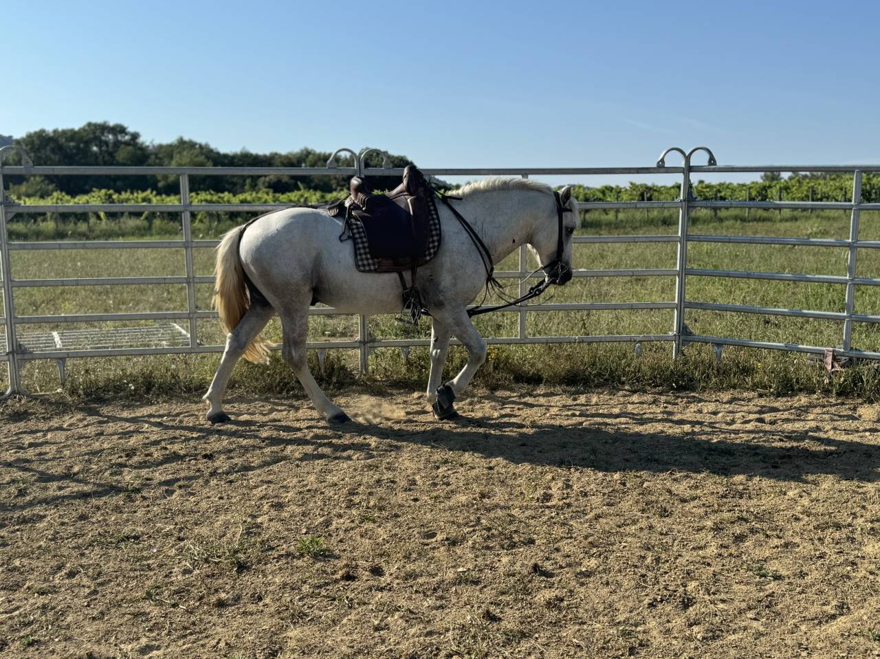 Camargue PP Entier 1m45 