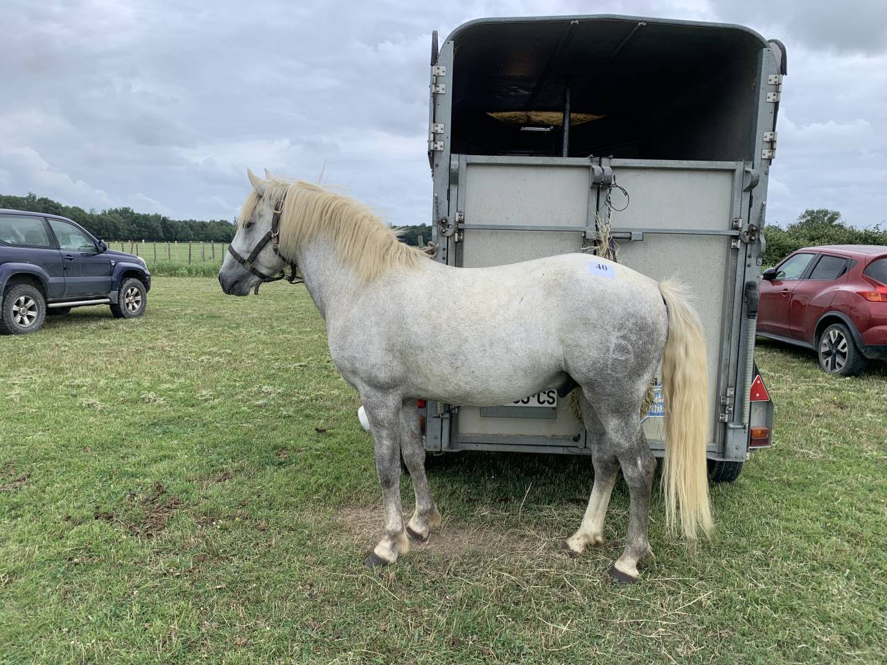 Camargue PP Entier 1m45 